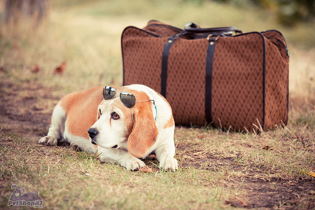 Passaporte para o seu pet