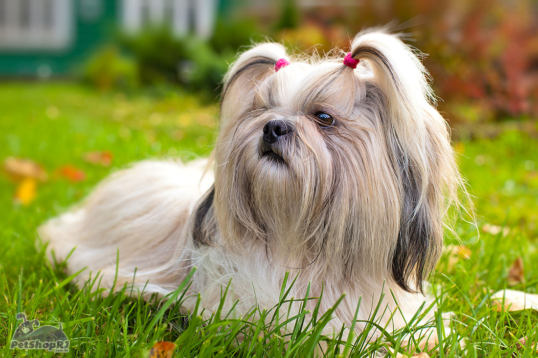 Shih Tzu, um pequeno grande amigo