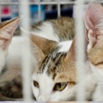 Rio tem novas regras para adoção de cães e gatos