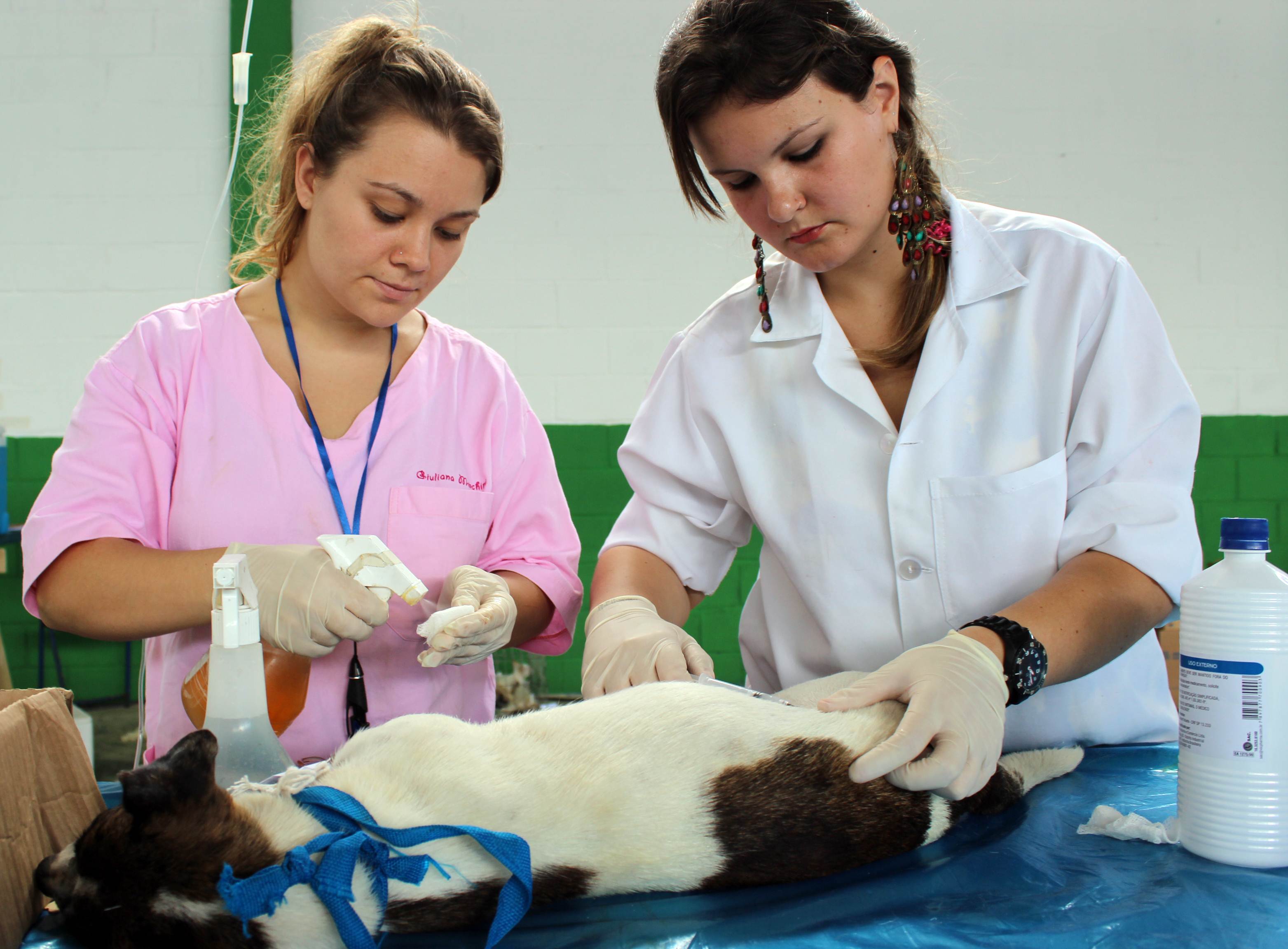 Estatísticas de esterilizações no Rio