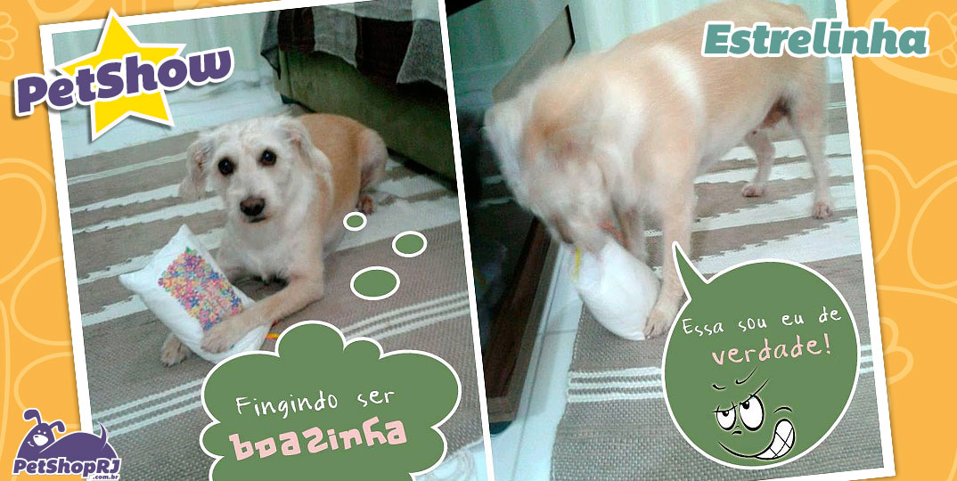 Cachorrinha de sorte!