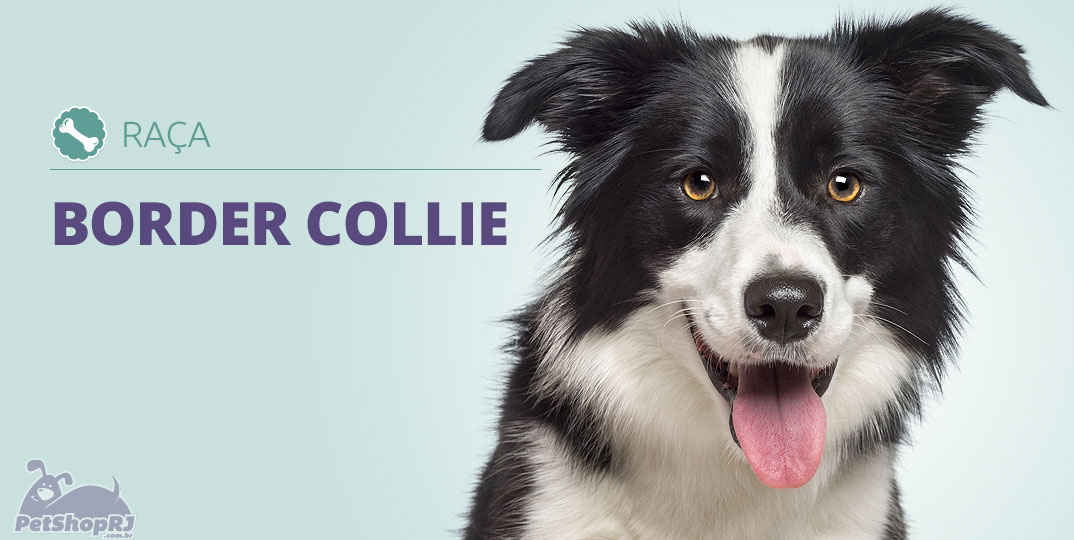 Border Collie: o cão mais inteligente do mundo