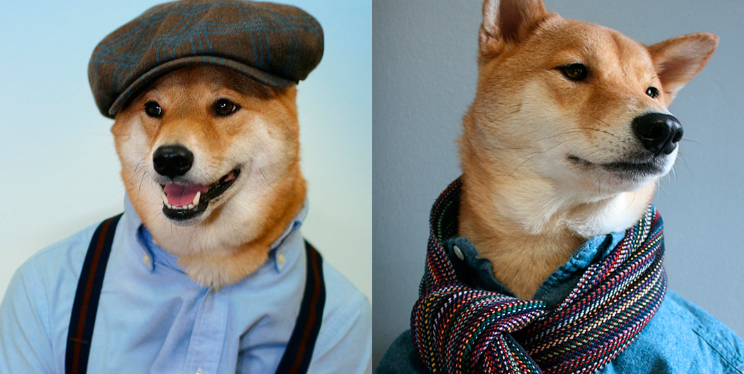 Cachorro-modelo vira referência em moda e estilo