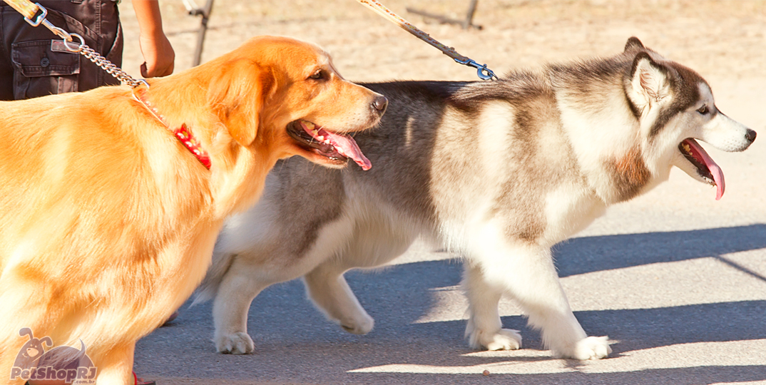 Dog Walkers são saída para donos ocupados