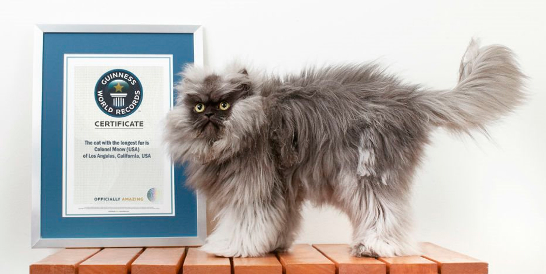 Felino com 22 cm de pelo entra para o Guinness Book