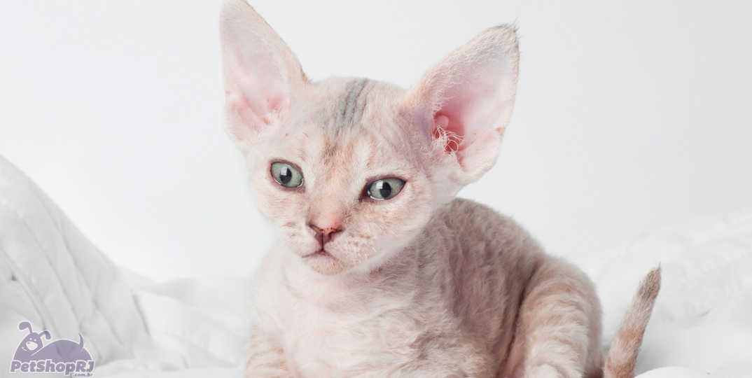 O exótico gato pelado canadense