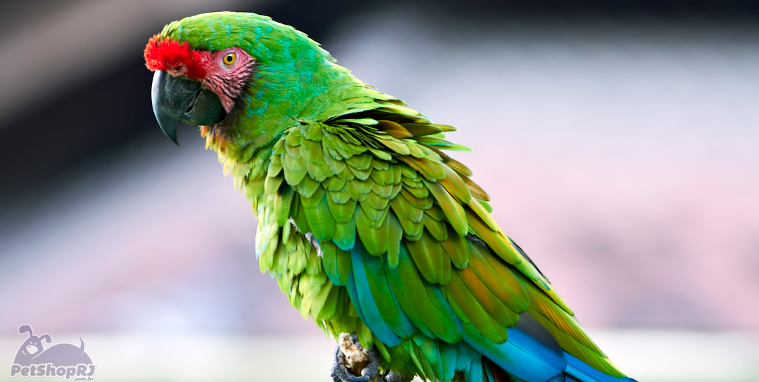 Papagaios saudáveis podem viver até 40 anos