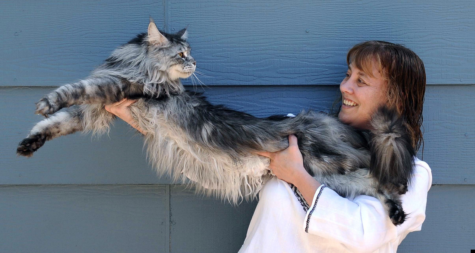 Maine Coon: a raça dos maiores gatos do mundo