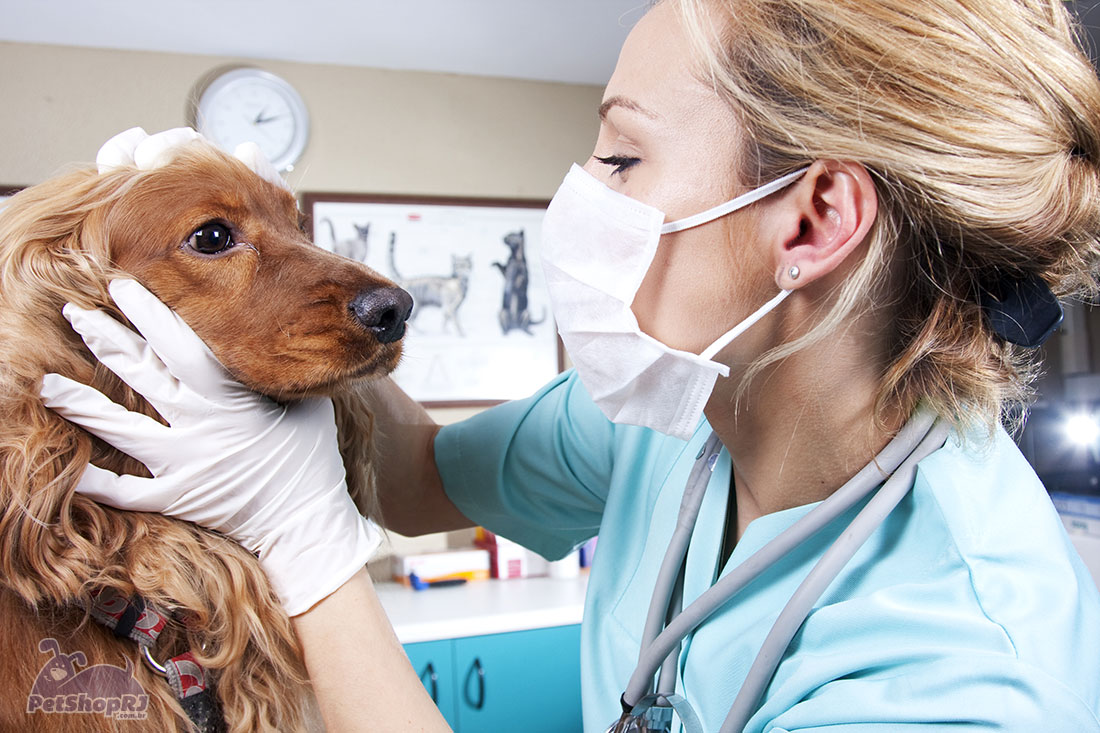 Veterinária com visão empresarial