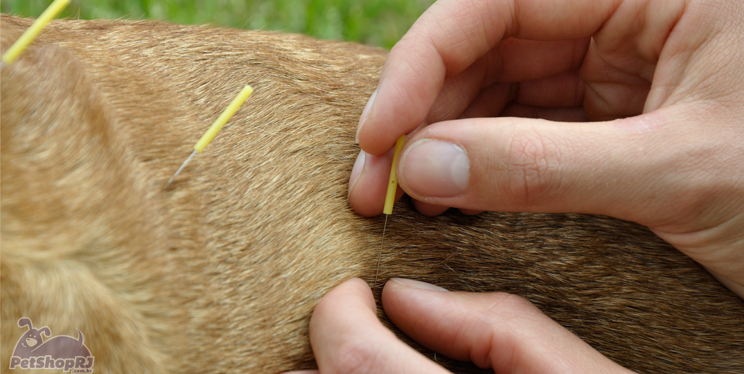 Acupuntura animal traz resultados sem efeitos colaterais