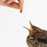 Aves com alimentação inadequada contraem mais doenças