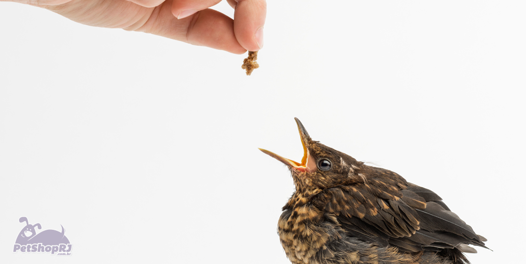 Aves com alimentação inadequada contraem mais doenças