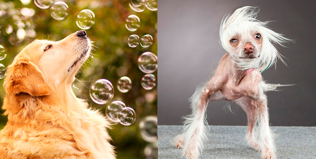Cinco apaixonantes ensaios fotográficos de cães