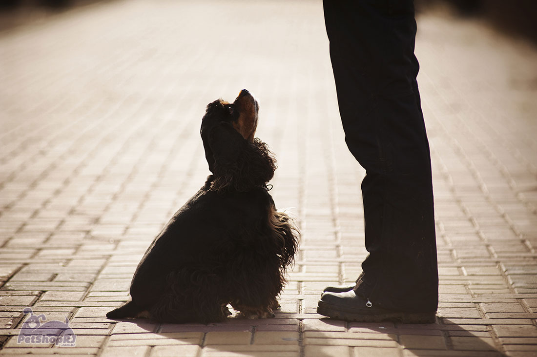 Um olhar para o comportamento dos cães