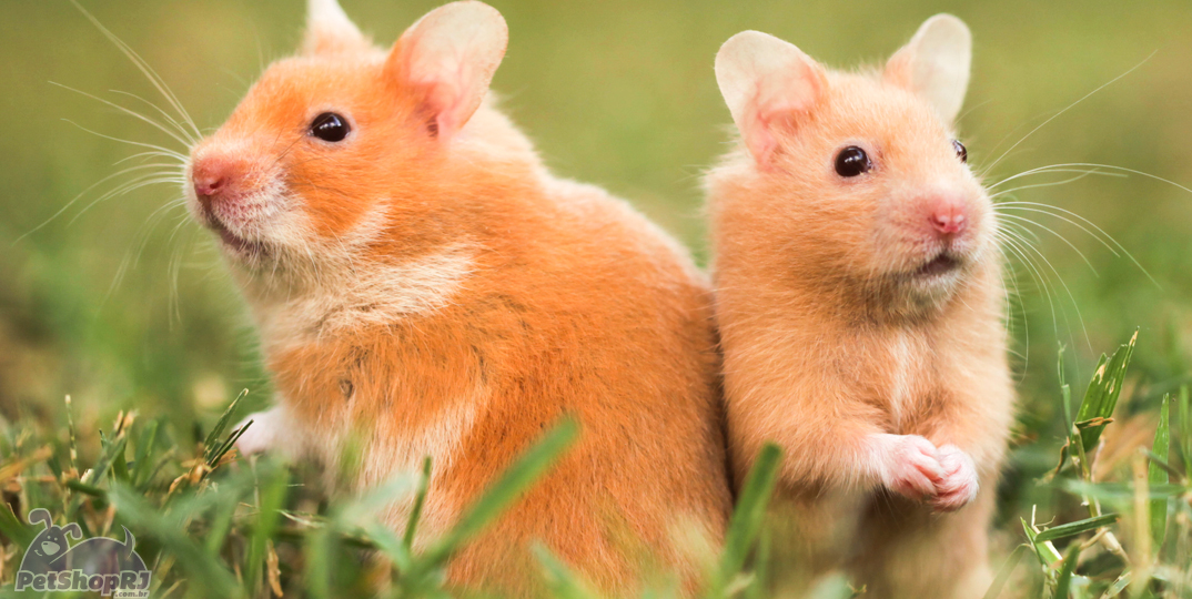 Dócil e fácil de criar: conheça o Hamster Sírio