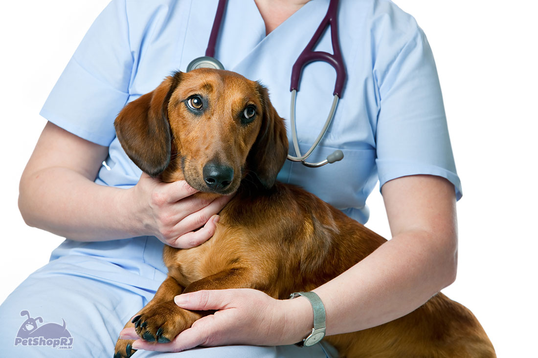 Aguenta coração: conheça a doença inimiga dos cães