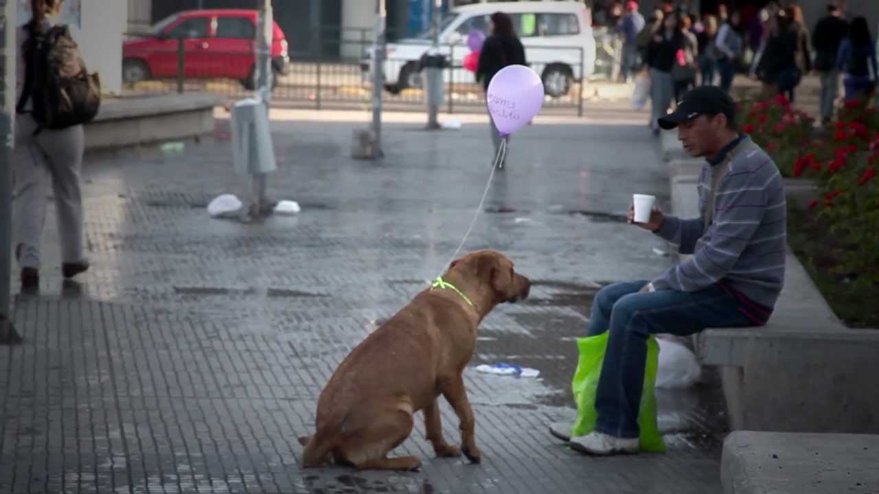 Intervenção urbana com cães de rua