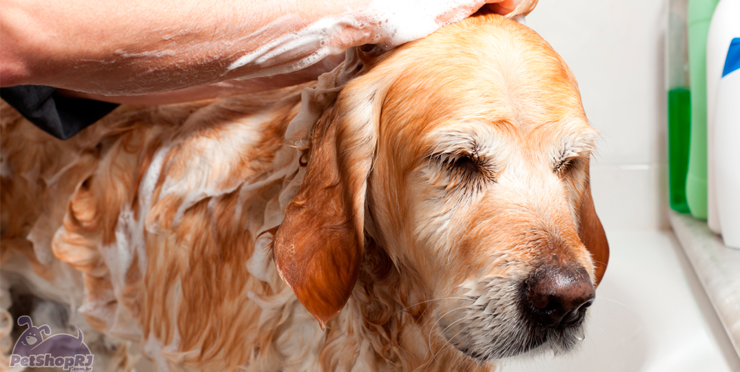 Banho terapêutico auxilia no tratamento de dermatites em cães e gatos
