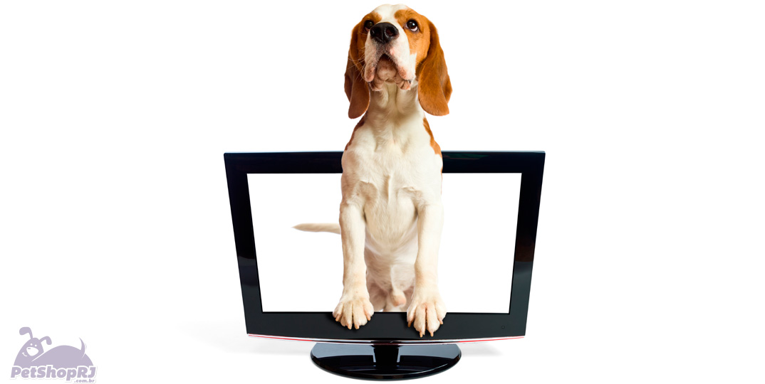 Canal de televisão para cachorros é lançado nos EUA