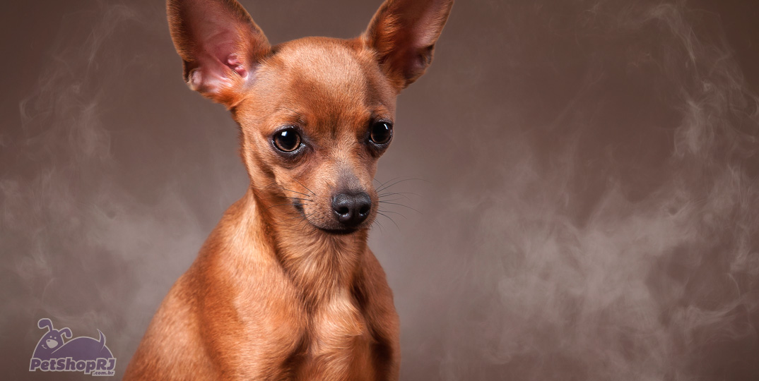 Cigarro pode causar doenças em cães e gatos