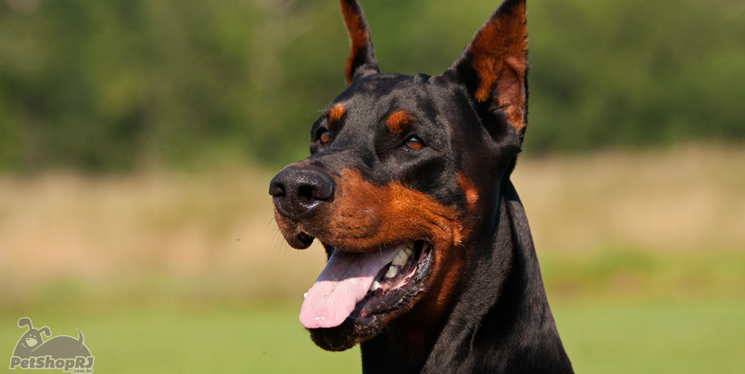 Dócil e excelente cão de guarda: conheça o Dobermann