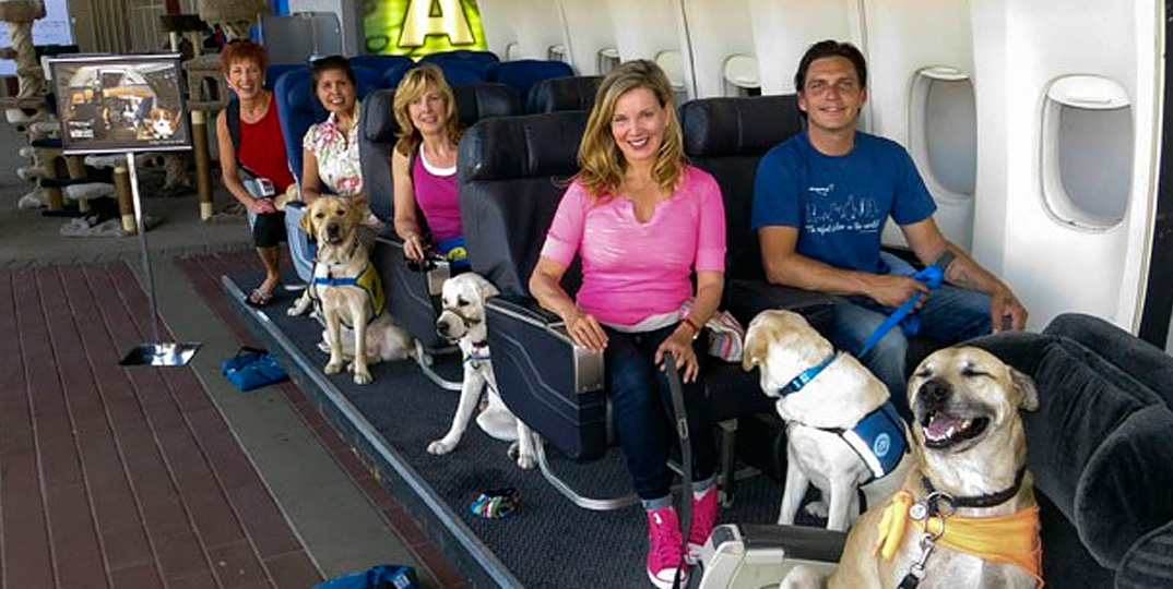 Estúdio de cinema em Hollywood ensina cães a viajar de avião