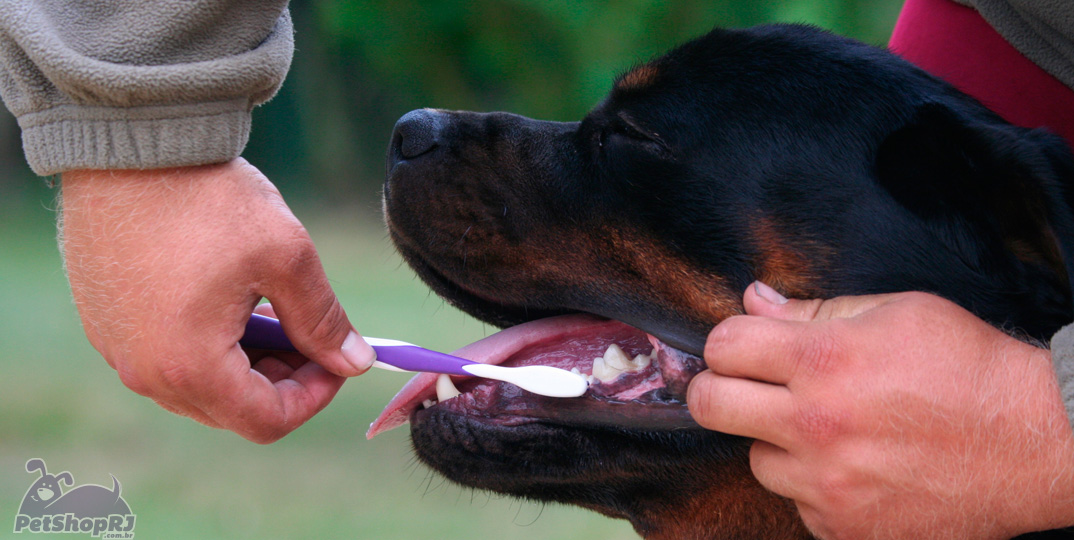 Falta de higiene bucal pode levar à perda dos dentinhos