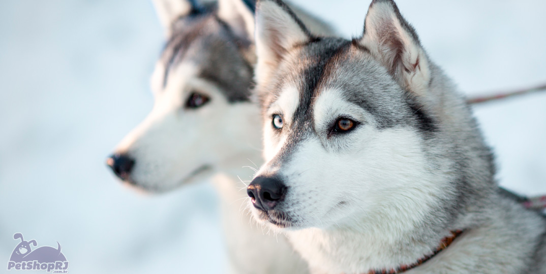 Husky Siberiano: o cão aventureiro