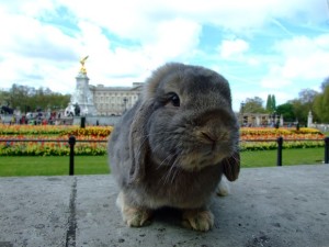 Ao fundo, o Palácio de Buckingham