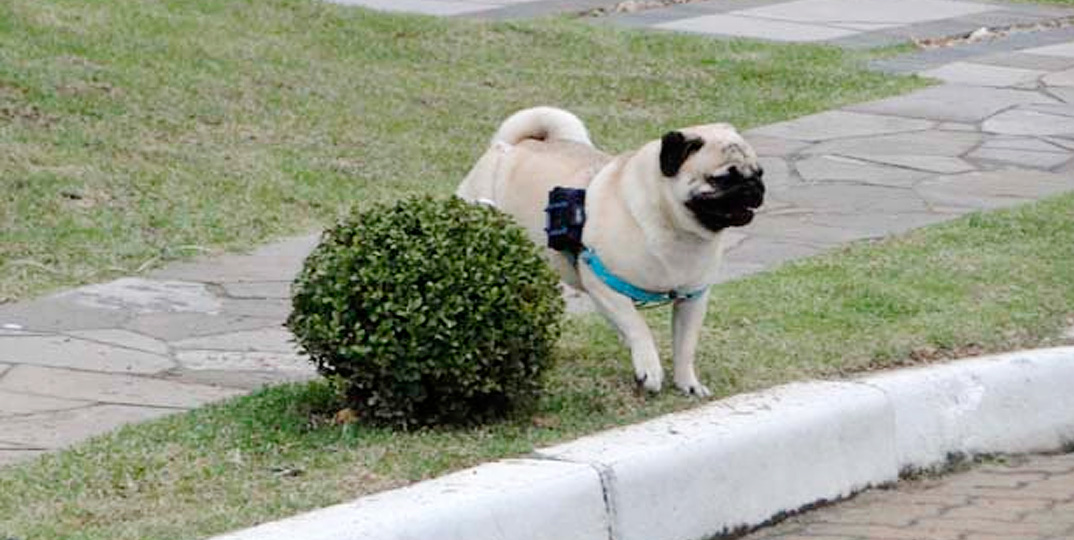 Sistema de GPS é solução para cães e gatos fujões