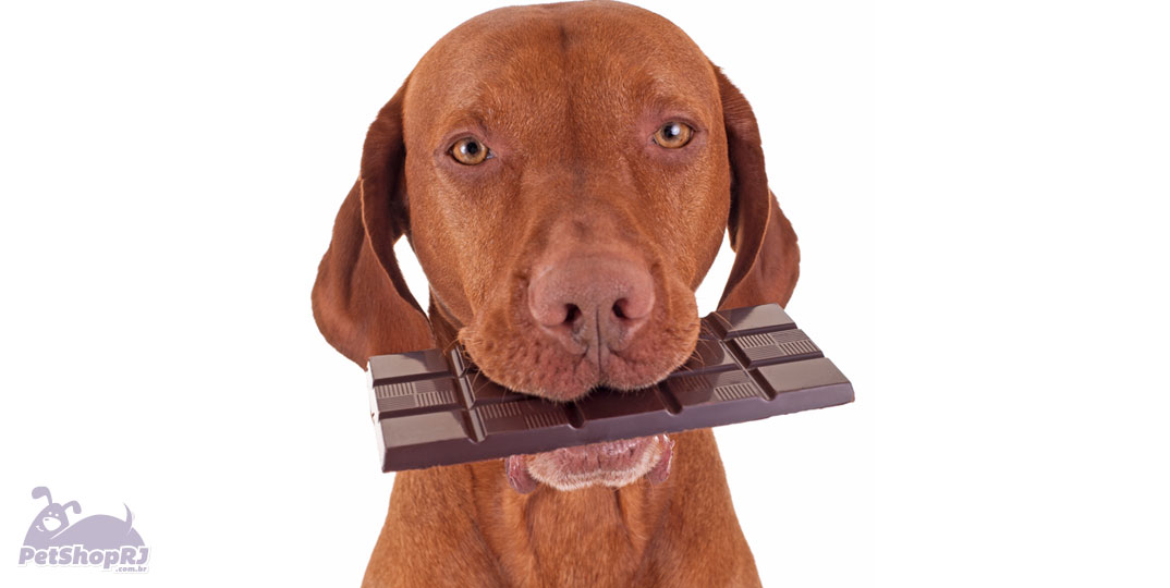 Chocolate pode causar intoxicação nos pets