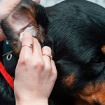 Manter as orelhas do cachorro limpas pode evitar problemas