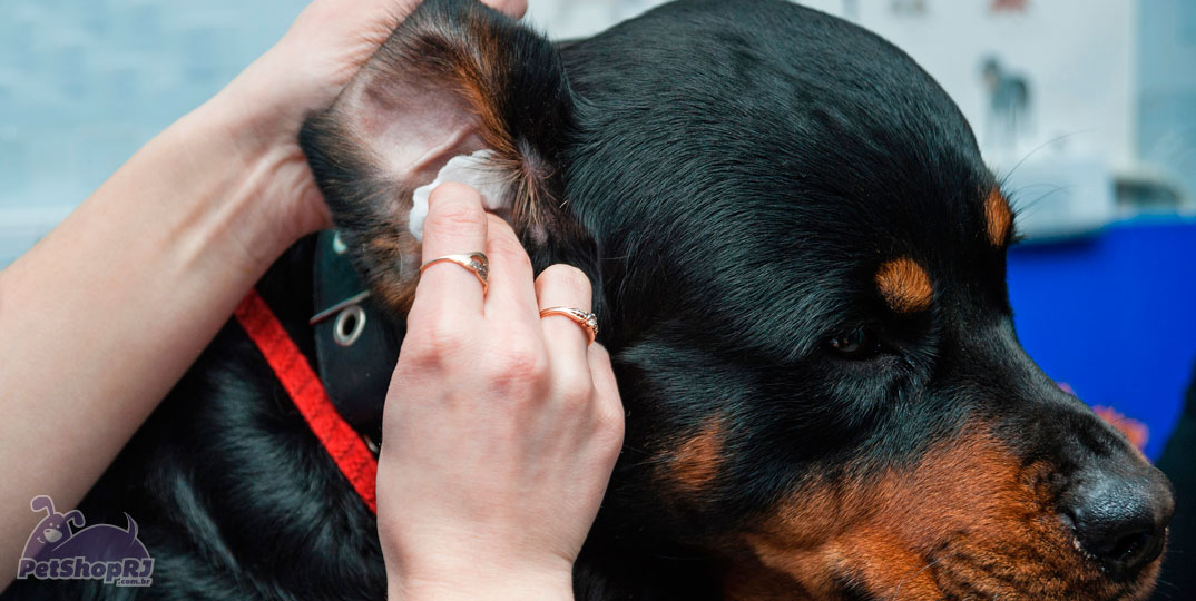 Manter as orelhas do cachorro limpas pode evitar problemas