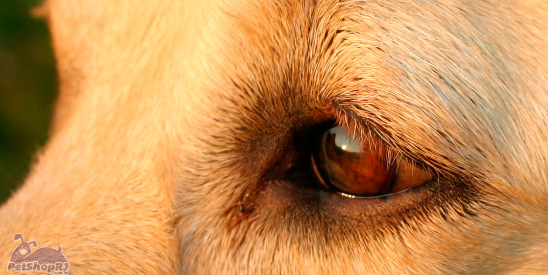 Problemas de visão atingem cachorros de todas as idades