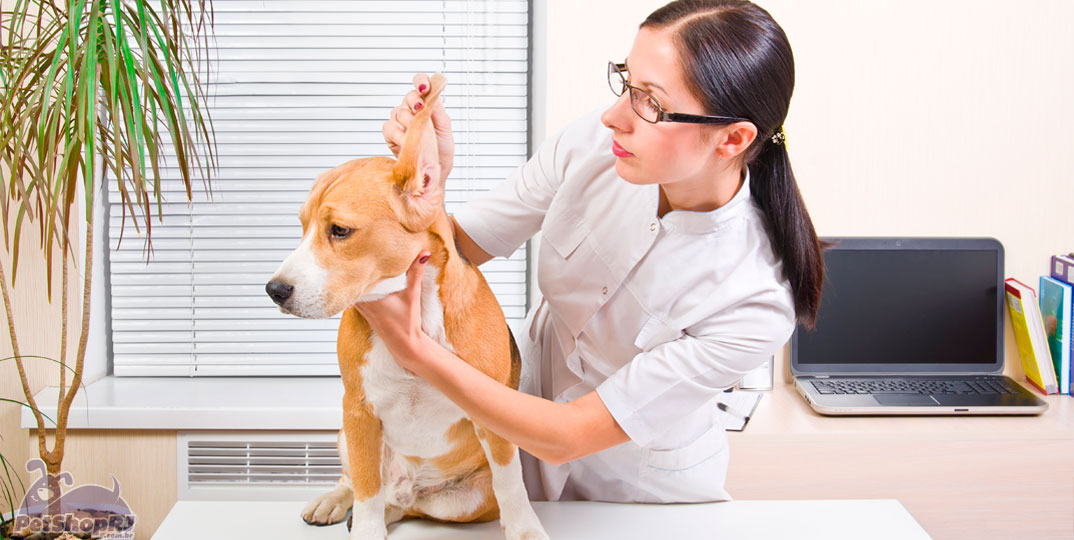 Seguro para pets cobre gastos inesperados