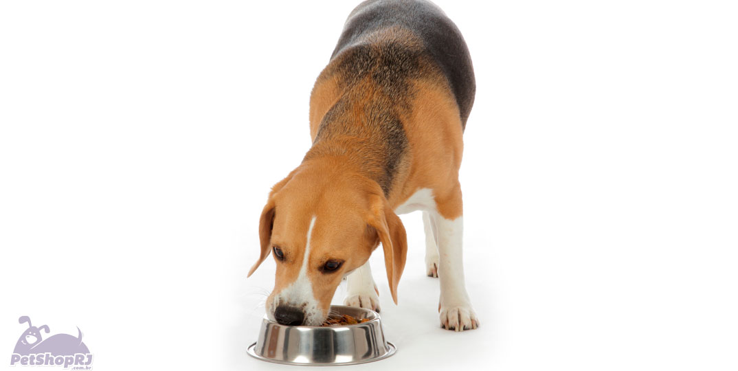 Alimentação não balanceada pode gerar pancreatite nos cães