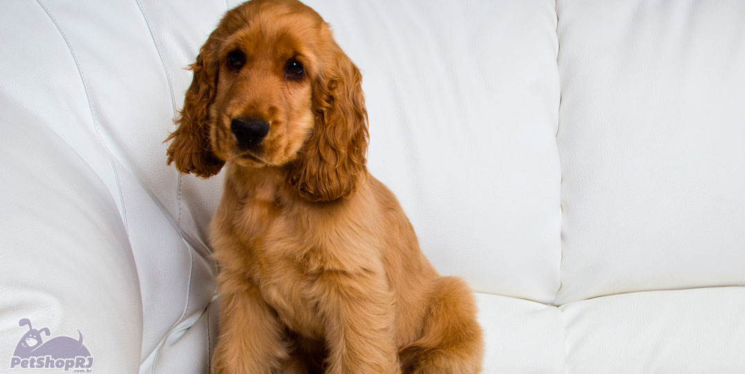 Alzheimer Canino afeta rotina dos cães e donos