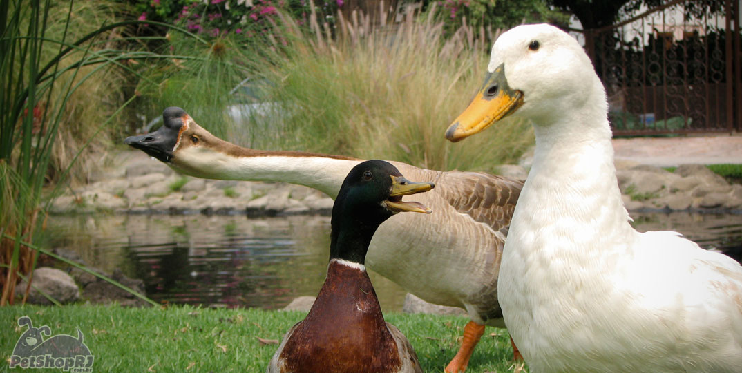 Andam, nadam e voam: conheça os patos domésticos