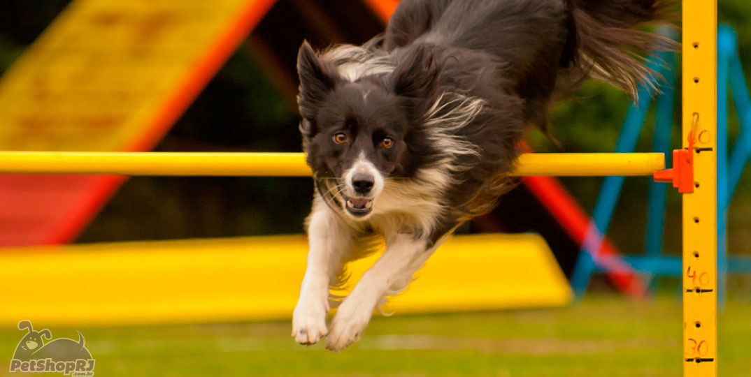 Exercite seu cão: conheça o Agility