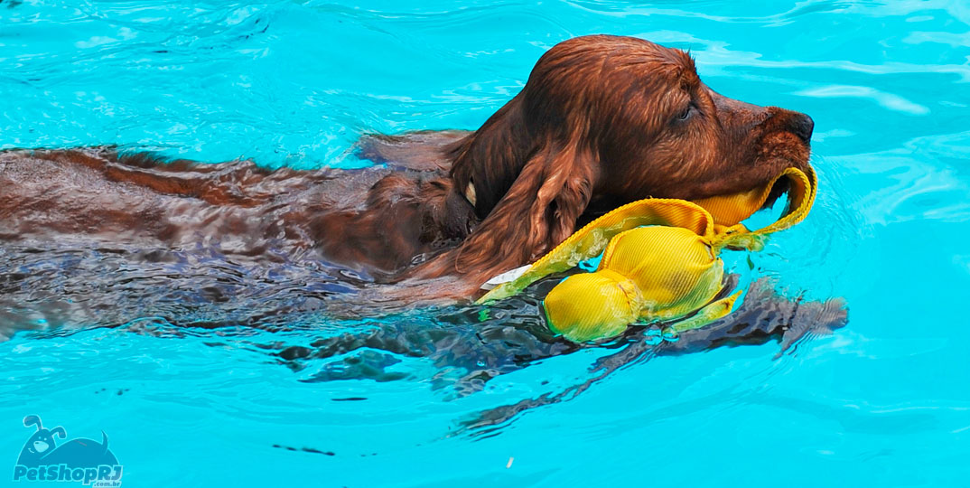 Hidroterapia trata cães de maneira eficiente e confortável
