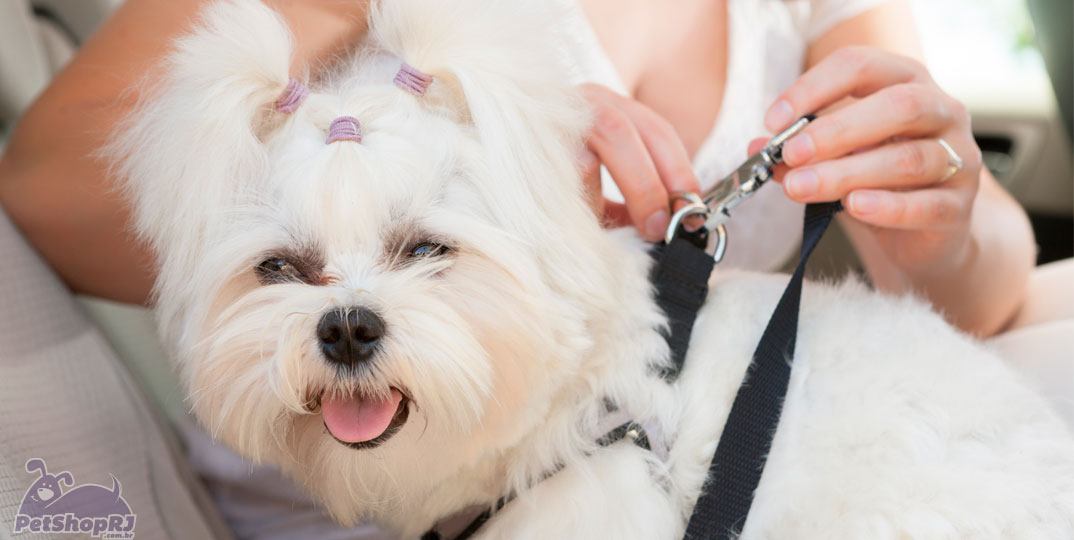 Passeio tranquilo: dicas para seu cão não enjoar no carro