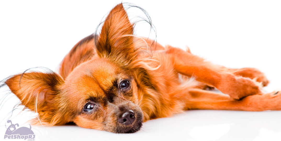 Sopro cardíaco causa indisposição em cães de todas as idades
