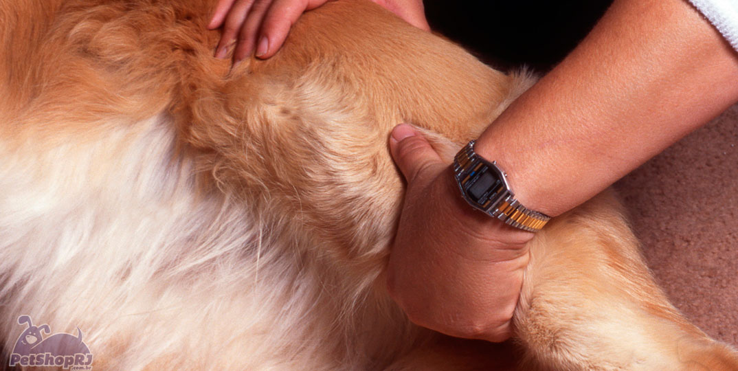 Cães de porte grande são mais propensos à Displasia de Cotovelo