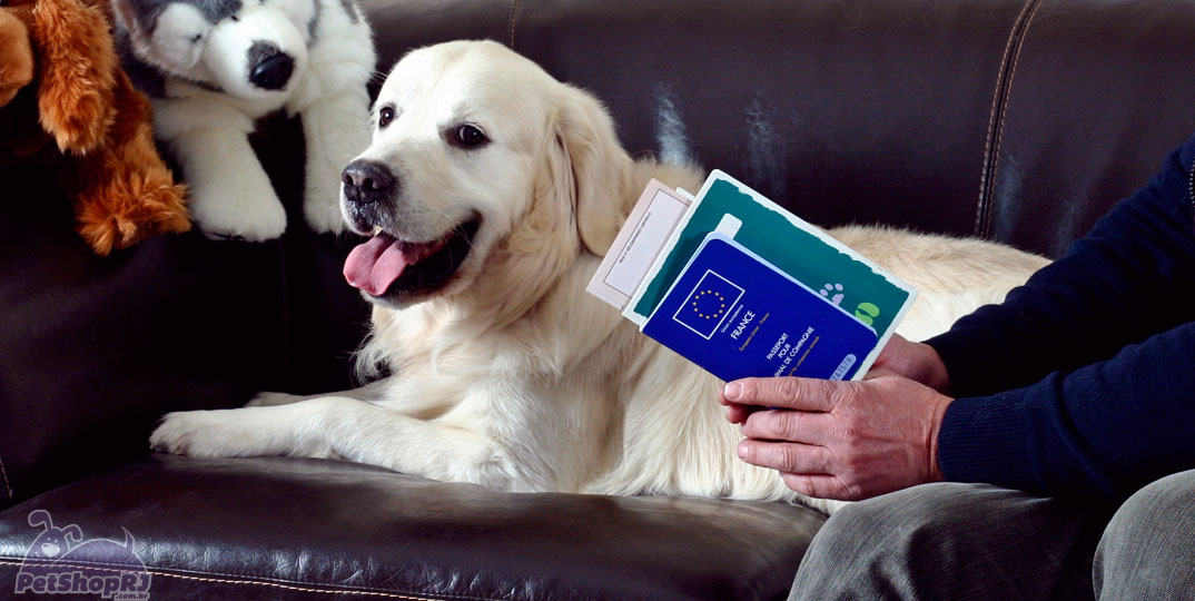 Cães e gatos poderão tirar passaporte a partir de Fevereiro