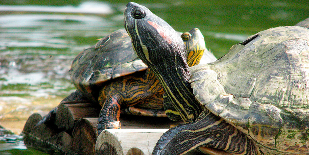 Calmos e práticos: saiba mais sobre as tartarugas