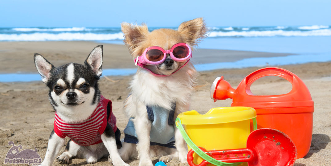 Cuidado nos dias de sol: Saiba mais sobre o protetor solar para pets