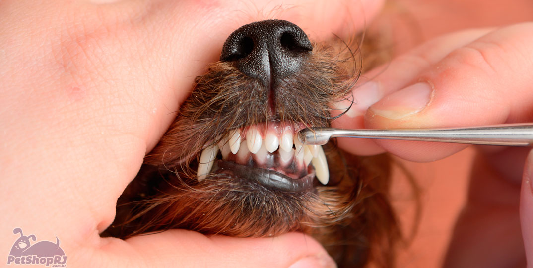 Doença periodontal atinge cerca de 85% dos cães e gatos