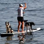 Entre nessa onda: Stand-up Paddle para cães