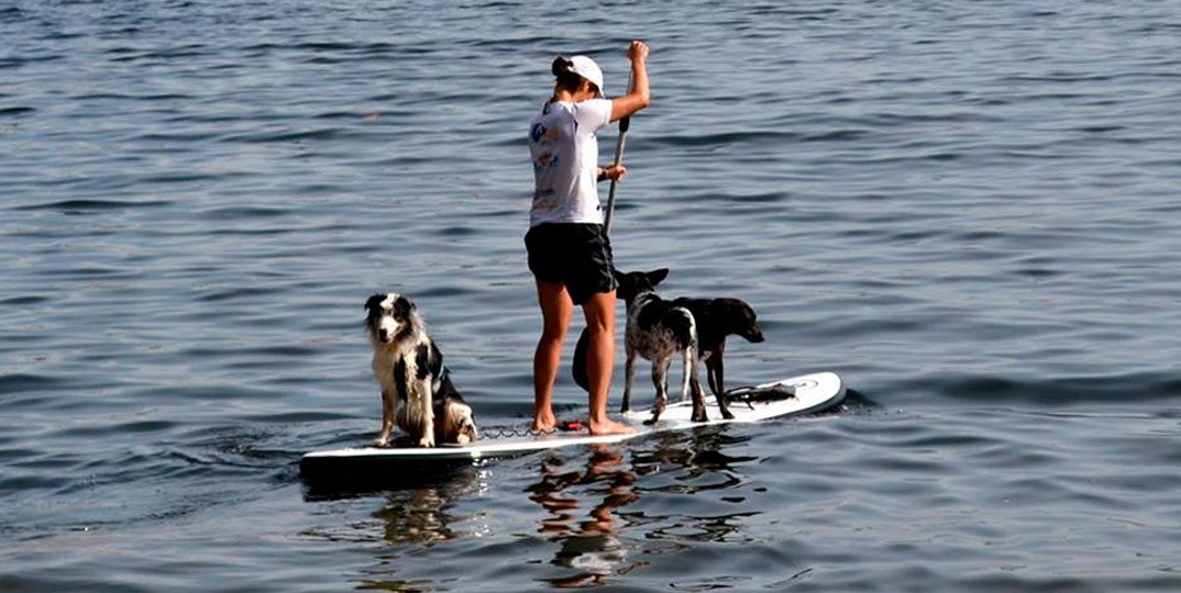 Entre nessa onda: Stand-up Paddle para cães
