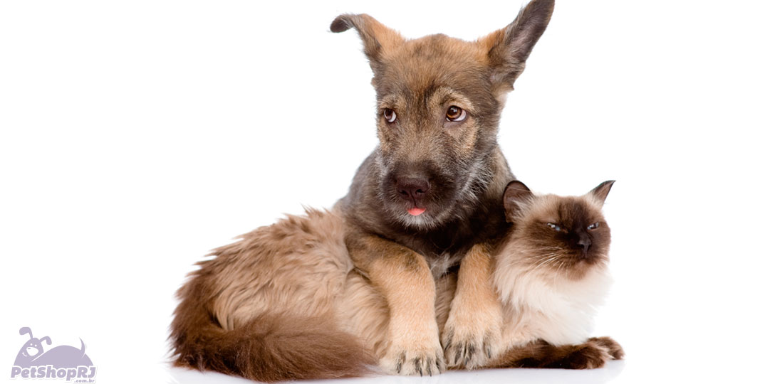 Hemobartonelose: doença sanguínea ataca cães e gatos